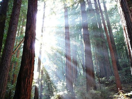 Sunlight shining through redwoods in Muir Woods